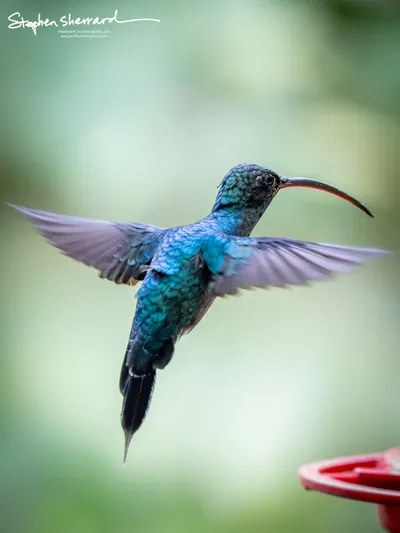 Hummingbirds of Costa Rica